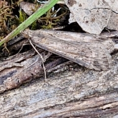 Nomophila corticalis at Paling Yards, NSW - 7 Sep 2024 11:51 AM