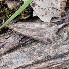 Nomophila corticalis at Paling Yards, NSW - 7 Sep 2024 11:51 AM