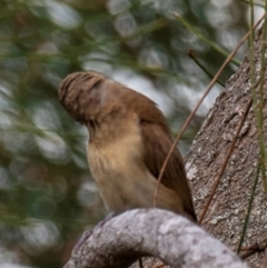 Lonchura castaneothorax (Chestnut-breasted Mannikin) at Mon Repos, QLD - 28 Jun 2024 by Petesteamer