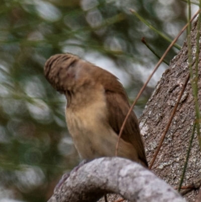 Lonchura castaneothorax (Chestnut-breasted Mannikin) at Mon Repos, QLD - 28 Jun 2024 by Petesteamer