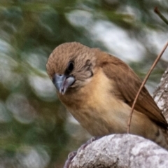 Lonchura castaneothorax at Mon Repos, QLD - 28 Jun 2024