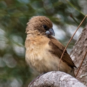 Lonchura castaneothorax at Mon Repos, QLD - 28 Jun 2024