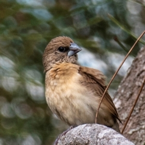 Lonchura castaneothorax at Mon Repos, QLD - 28 Jun 2024