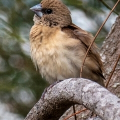 Lonchura castaneothorax at Mon Repos, QLD - 28 Jun 2024