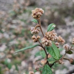 Pomaderris betulina subsp. betulina (Birch Pomaderris) at Paling Yards, NSW - 7 Sep 2024 by trevorpreston