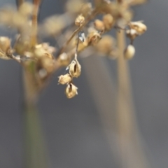 Juncus remotiflorus (Diffuse Rush) at Aranda, ACT - 7 Sep 2024 by Venture