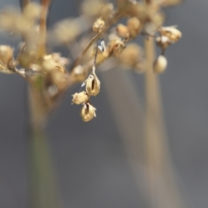 Juncus remotiflorus at Aranda, ACT - 7 Sep 2024 03:24 PM