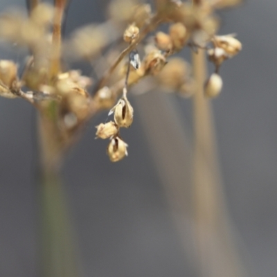 Juncus remotiflorus (Diffuse Rush) at Aranda, ACT - 7 Sep 2024 by Venture