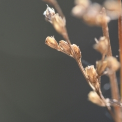 Juncus remotiflorus at Aranda, ACT - 7 Sep 2024 03:24 PM