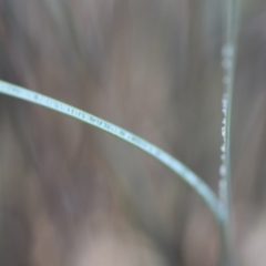 Juncus remotiflorus at Aranda, ACT - 7 Sep 2024 03:24 PM