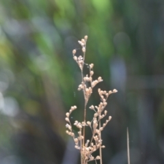 Juncus remotiflorus at Aranda, ACT - 7 Sep 2024 03:24 PM