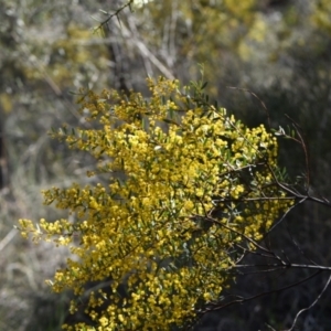 Acacia buxifolia subsp. buxifolia at Yarralumla, ACT - 7 Sep 2024