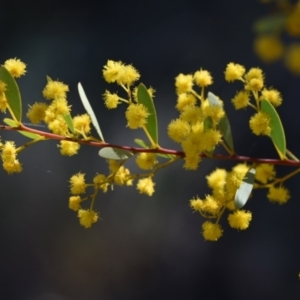 Acacia buxifolia subsp. buxifolia at Yarralumla, ACT - 7 Sep 2024