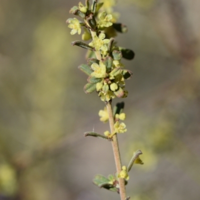 Phyllanthus occidentalis at Weston, ACT - 7 Sep 2024 by Venture