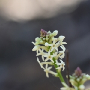 Stackhousia monogyna at Yarralumla, ACT - 7 Sep 2024