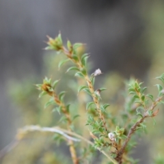 Pultenaea procumbens (Bush Pea) at Yarralumla, ACT - 7 Sep 2024 by Venture