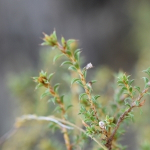 Pultenaea procumbens at Yarralumla, ACT - 7 Sep 2024 03:10 PM