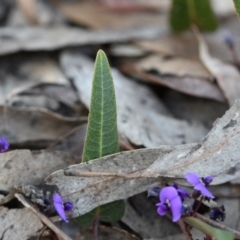 Hardenbergia violacea (False Sarsaparilla) at Yarralumla, ACT - 7 Sep 2024 by Venture