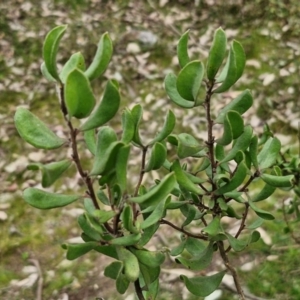 Persoonia rigida at Paling Yards, NSW - 7 Sep 2024