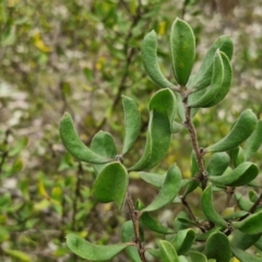 Persoonia rigida at Paling Yards, NSW - 7 Sep 2024