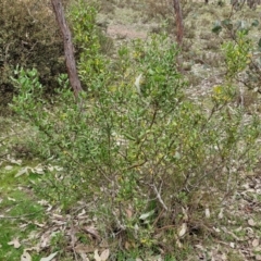 Persoonia rigida at Paling Yards, NSW - 7 Sep 2024