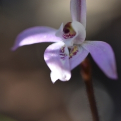 Caladenia fuscata at Yarralumla, ACT - 7 Sep 2024