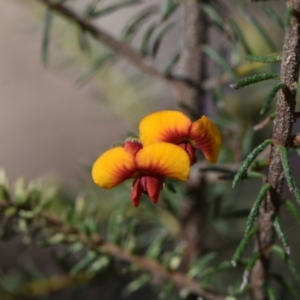 Dillwynia phylicoides at Yarralumla, ACT - 7 Sep 2024