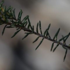 Dillwynia phylicoides at Yarralumla, ACT - 7 Sep 2024