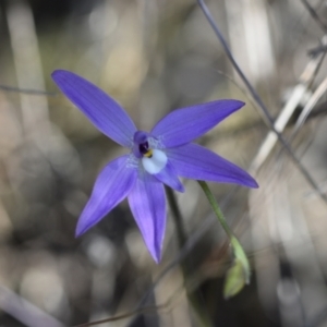 Glossodia major at Yarralumla, ACT - suppressed