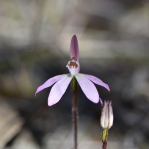 Caladenia fuscata at Yarralumla, ACT - 7 Sep 2024