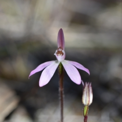 Caladenia fuscata (Dusky Fingers) at Yarralumla, ACT - 7 Sep 2024 by Venture