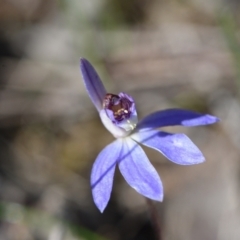 Cyanicula caerulea (Blue Fingers, Blue Fairies) at Yarralumla, ACT - 7 Sep 2024 by Venture