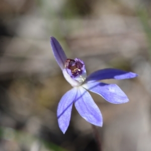 Cyanicula caerulea at Yarralumla, ACT - suppressed