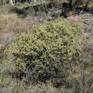 Grevillea alpina at Yarralumla, ACT - 7 Sep 2024