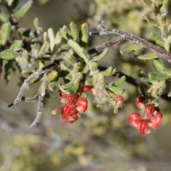 Grevillea alpina at Yarralumla, ACT - 7 Sep 2024 02:49 PM