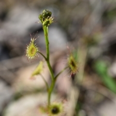 Drosera sp. at Yarralumla, ACT - 7 Sep 2024 by Venture