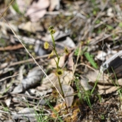 Drosera auriculata at Yarralumla, ACT - 7 Sep 2024