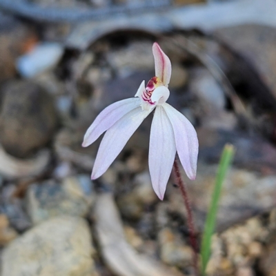 Caladenia fuscata (Dusky Fingers) at Bombay, NSW - 7 Sep 2024 by MatthewFrawley