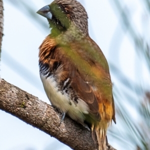 Lonchura castaneothorax at Mon Repos, QLD - 28 Jun 2024