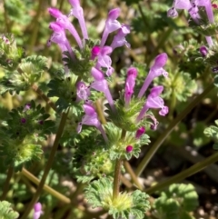 Lamium amplexicaule at Campbell, ACT - 7 Sep 2024 by SilkeSma