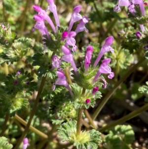 Lamium amplexicaule at Campbell, ACT - 7 Sep 2024