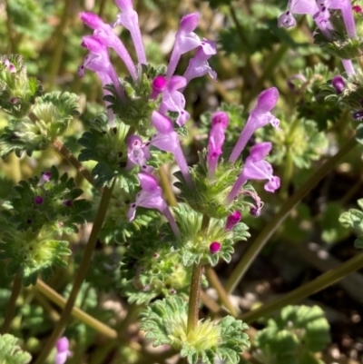 Lamium amplexicaule at Campbell, ACT - 7 Sep 2024 by SilkeSma