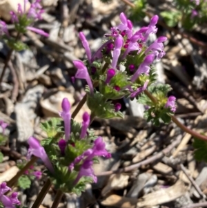 Lamium amplexicaule at Campbell, ACT - 7 Sep 2024