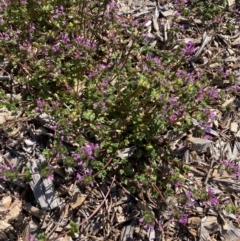 Lamium amplexicaule at Campbell, ACT - 7 Sep 2024