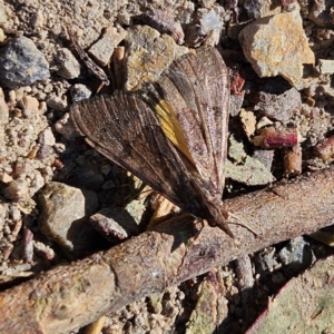 Uresiphita ornithopteralis at Bombay, NSW - 7 Sep 2024