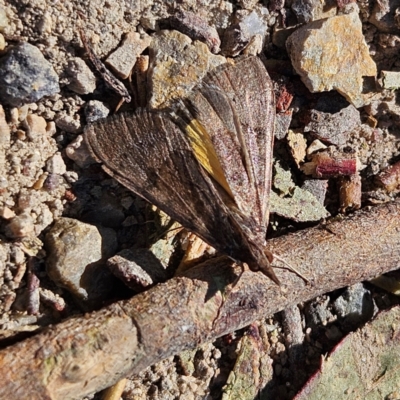 Uresiphita ornithopteralis (Tree Lucerne Moth) at Bombay, NSW - 7 Sep 2024 by MatthewFrawley