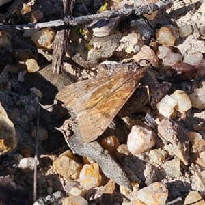 Uresiphita ornithopteralis at Bombay, NSW - 7 Sep 2024