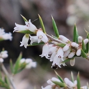 Lissanthe strigosa subsp. subulata at Paling Yards, NSW - 7 Sep 2024