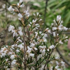 Lissanthe strigosa subsp. subulata at Paling Yards, NSW - 7 Sep 2024