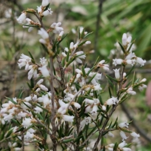 Lissanthe strigosa subsp. subulata at Paling Yards, NSW - 7 Sep 2024